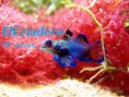/album/fotogaleria-elcriadero/gobbio-mandarin-portadaweb-jpg2/